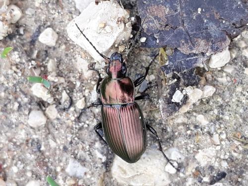 Réf. 319 329 : Poecilus cupreus